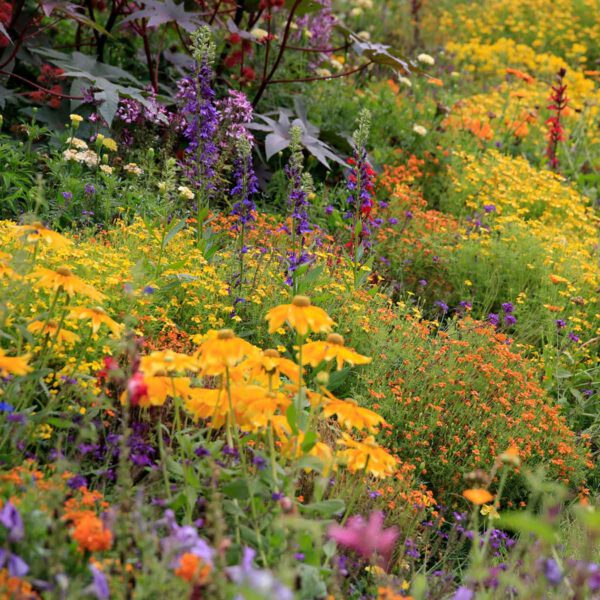 Farbe im Garten, Pflanzung Garten, Pflanzplanung